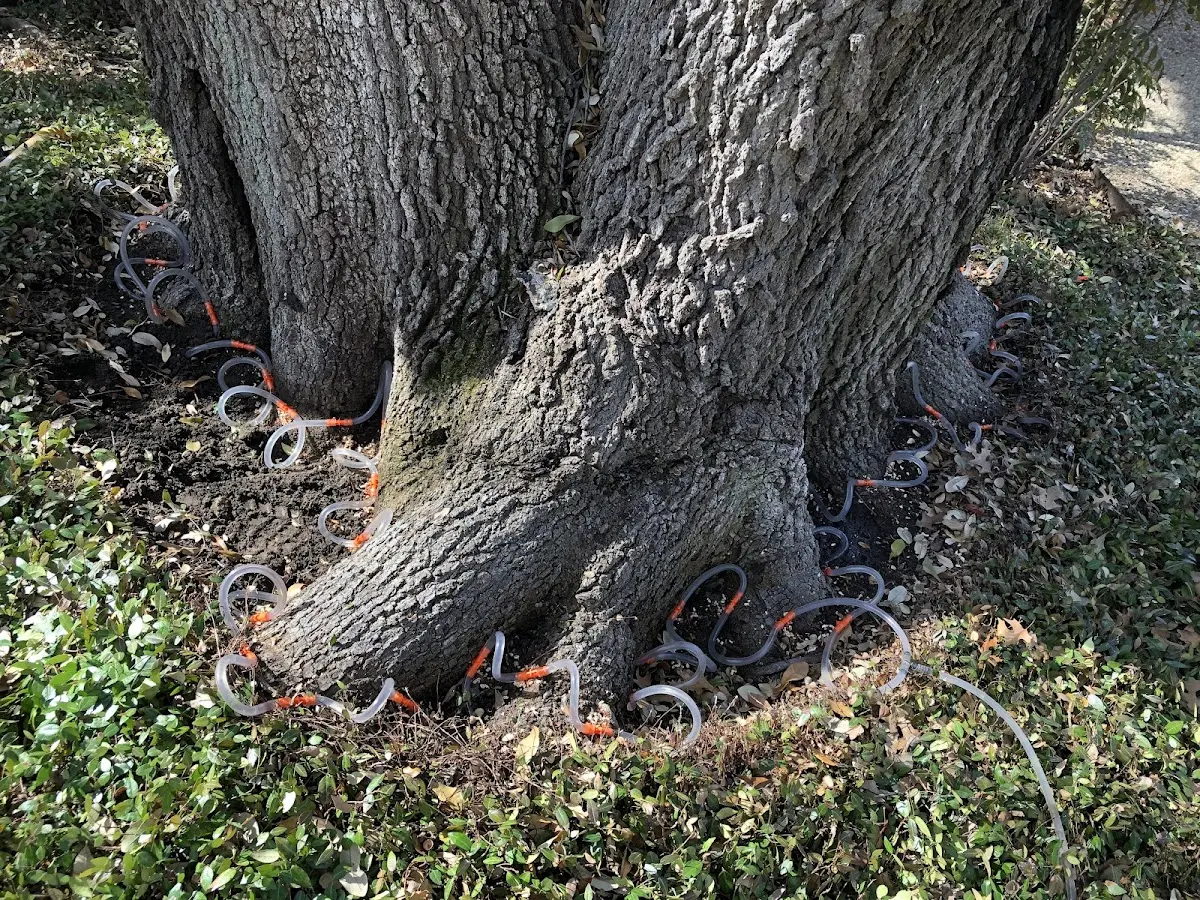 Detailed Tree Cabling and Bracing job site in Del Mar