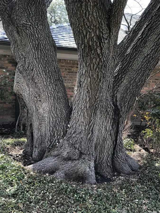 Mature heritage tree close to a Del Mar property cared for by certified arborists